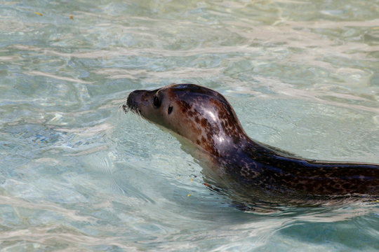 Ringelrobbe Jungtier (Pusa hispida) im Wasser