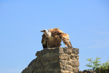 Gänsegeier (Gyps fulvus)