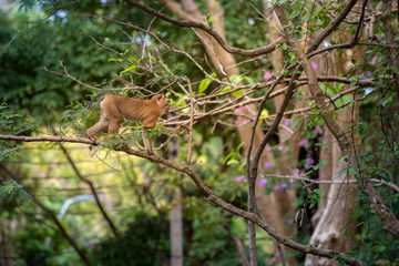 A cute Monkey on the tree ,Monkey Climbing Tree.