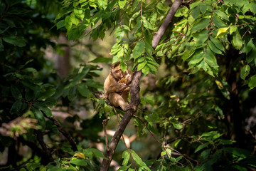 A cute Monkey on the tree ,Monkey Climbing Tree.