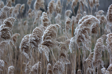 hoarfrost on the leaves of the shrub