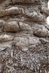 Close up on a grey palm tree bark 