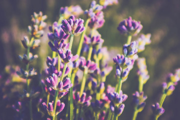 Beautiful violet wild Lavender backdrop meadow close up. French Provence field of purple lavandula herbs blooming.