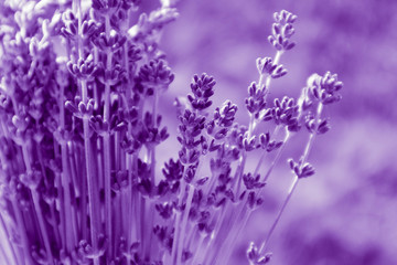 Naklejka premium Beautiful violet wild Lavender backdrop meadow close up. French Provence field of purple lavandula herbs blooming.