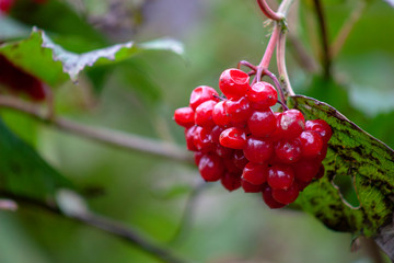 Red Berries