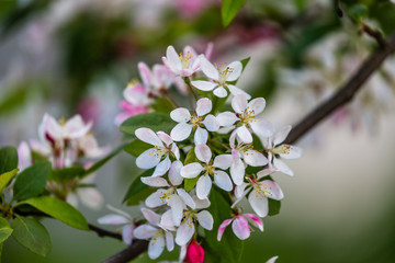 Blooming tree in spring