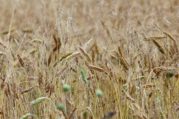 Fototapeta premium Field of wheat