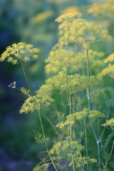 Green dill on the field