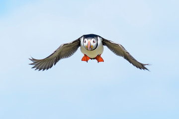Atlantic puffin (Fratercula arctica) flying against blue sky, Farne Islands, Northumberland, England, UK.