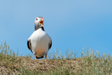 Atlantic puffin (Fratercula arctica) standing and screaming on cliff edge, Farne Islands, Northumberland, England, UK.