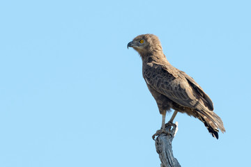 Brown snake-eagle (Circaetus cinereus) perched in treetop with blue sky,Kruger national park, South Africa.