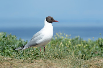 Black-headed Gull (Chroicocephalus ridibundus), Farne Islands, Northumberland, England, UK