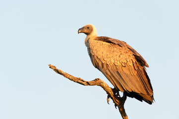 White-backed vulture (Gyps africanus) perched in dead tree, Kruger national park, South Africa.