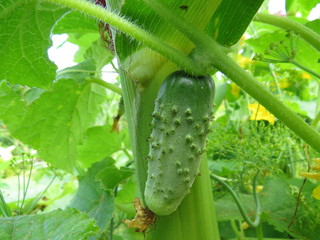 Fresh green cucumber in a greenhouse