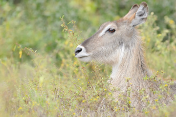 Waterbuck (Kobus ellipsiprymnus) female portrait, Kruger national park, South Africa.