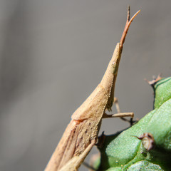 Image of Slant-faced or Gaudy grasshopper(Acrididae)on a green leaf. Locust, Insect, Animal.