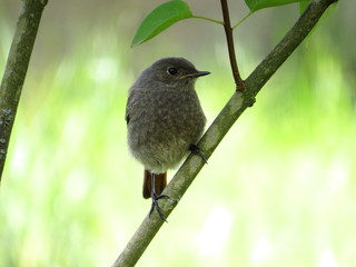 Bird on a branch