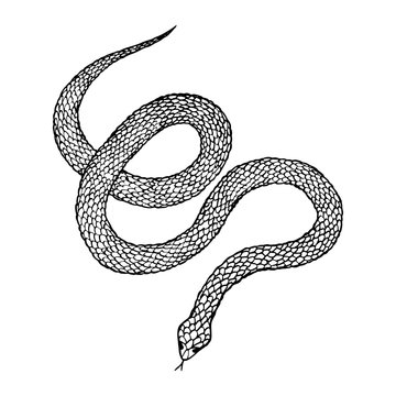 recommend clip art: Hand drawn vintage snake, vector  illustration. Snake silhouette illustration. Vector tattoo design. Graphic sketch for posters, tattoo, clothes, t-shirt design, pins, patches, badges, stickers. 