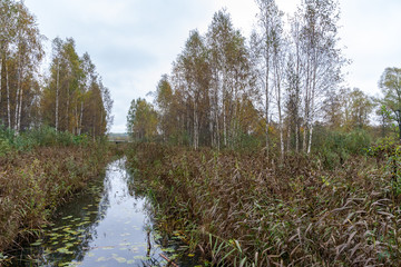 natural body of water. pond with reflections