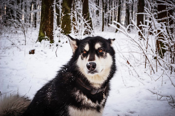 Alaskan malamute  in winter forest