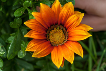 orange summer flower close ups