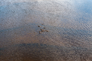 natural body of water. pond with reflections