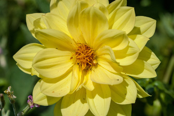 orange summer flower close ups