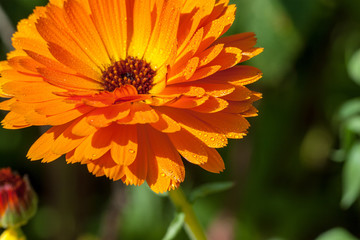 orange summer flower close ups