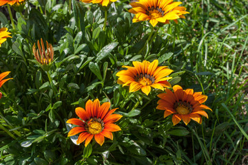 orange summer flower close ups