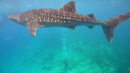 Whale Shark swimming in the clear blue water. Rhincodon typus. Whale shark underwater. Philippines,...