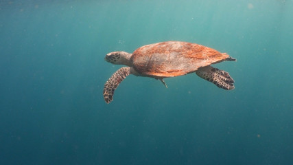 Obraz premium Sea turtle swimming underwater in the sea. Turtle moves its flippers in the ocean under water in the rays of the sun. Wonderful and beautiful underwater world. Diving and snorkeling the tropical sea