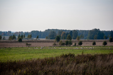 freshly cultivated agriculture fields ready for growing