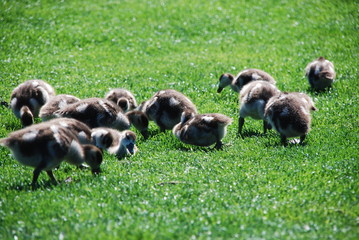 Nilgans mit Küken als Familie auf Wiese in Stadt am Fluss