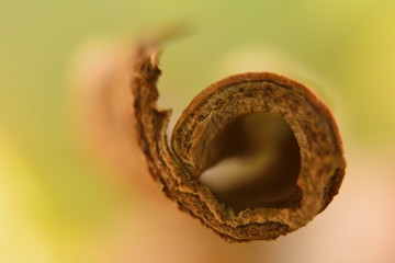 aloe vera tunnel