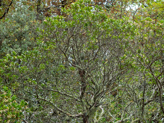Fototapeta na wymiar Arbustus unedo - Houppe d'un arbousier commun ou arbre à fraises en hivers