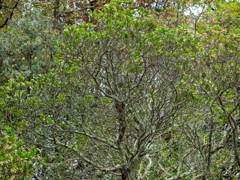 Arbustus unedo - Houppe d'un arbousier commun ou arbre &agrave; fraises en hivers