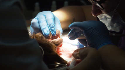 Dog is having a teeth clean on the surgical table. Sanitation of the oral cavity in dogs. Dentist...