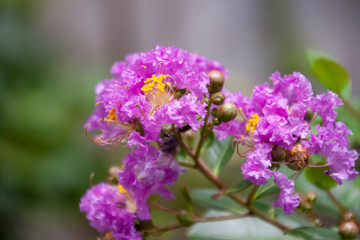 初夏の花