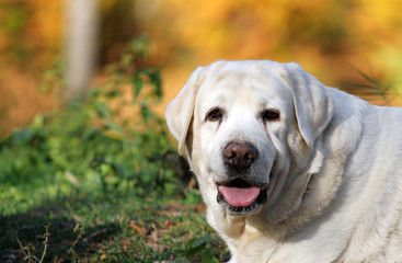 a yellow labrador in the park in autumn