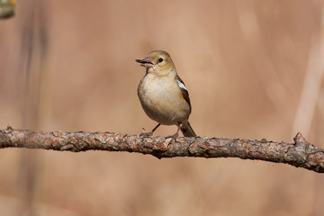 Chaffinch is sitting on a thin sprig of leafworms with sunflower seeds in its beak.