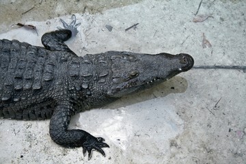 Caiman 