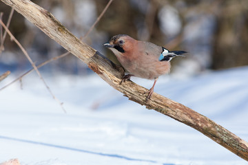 Eurasian jay sits on a dry oak branch crouching (on a sunny day).