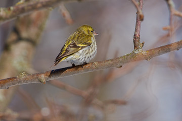 Siskin is sitting turned away on a branch of a wild apple under the spring sun.