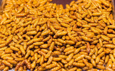 silkworm insect High protein foods