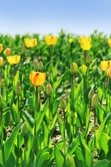 Tulips grow on flowerbed plenty of natural light. Red and yellow tulips in nature with blue sky. Copy space. Selective focus.