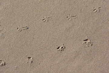 abstract texture sand pattern