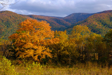 Fototapeta premium Autumn Colors in the Smokies