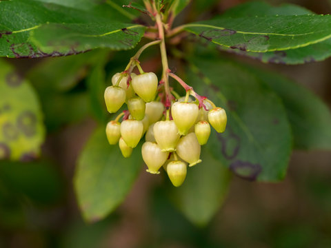 Arbustus unedo - L'arbousier commun ou arbre à fraises avec des rameaux remplis de feuilles, fleurs en hivers