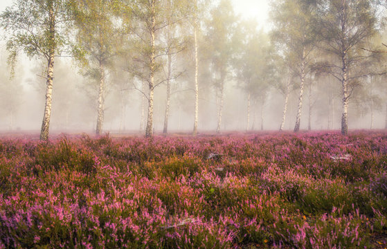 L&uuml;neburger Heide - Heidekraut und Nebel (geradlinig mit Platzhalter)