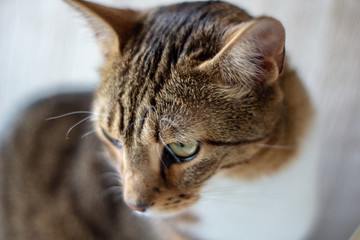 domestic cat in natural environment